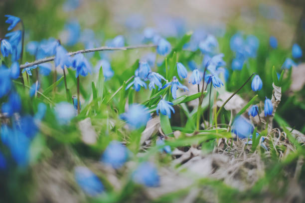 istock Beautiful blue spring snowdrop flowers 858226006