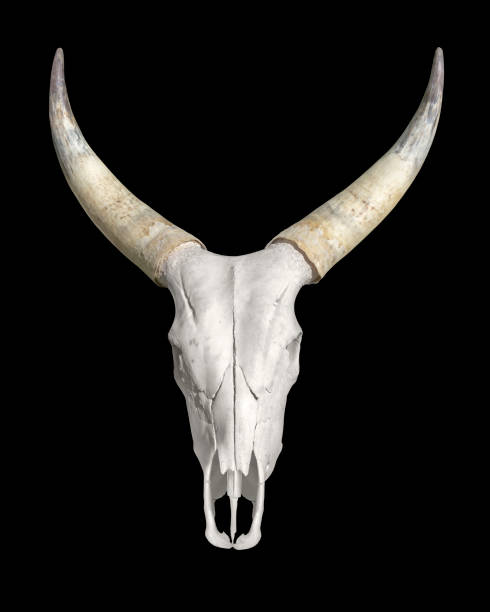istock horned animal skull 858229418