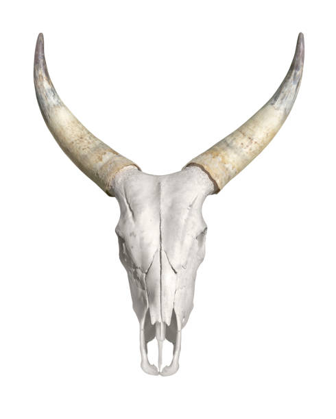 teschio animale cornuta - horned death dead texas longhorn cattle foto e immagini stock