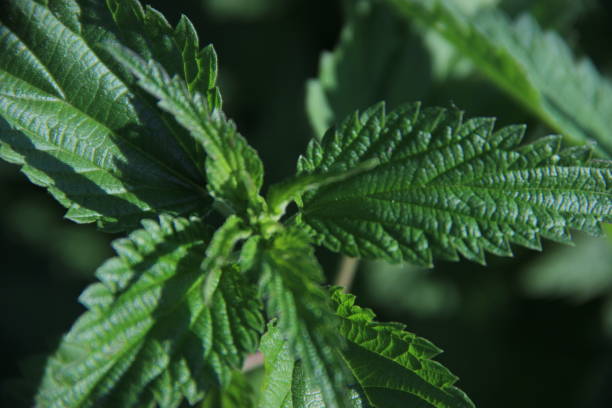 istock Leaves of nettle. 858235750