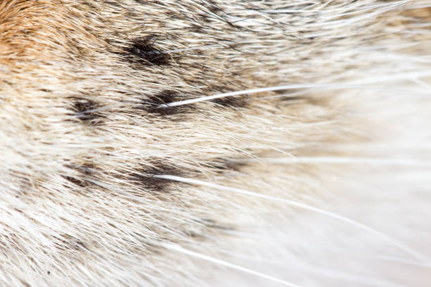 istock animal fur as background 858239394
