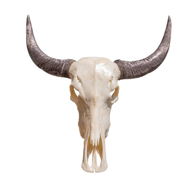 rogaty czaszka zwierzęcia - horned death dead texas longhorn cattle zdjęcia i obrazy z banku zdjęć