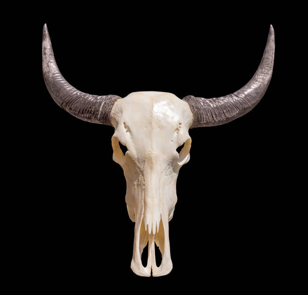 teschio animale cornuta - horned death dead texas longhorn cattle foto e immagini stock