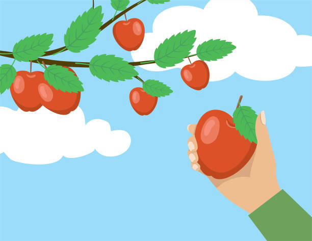 osoba zbierająca jabłka upadku. - red delicious apple illustrations stock illustrations