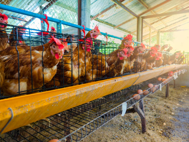 istock Chicken farm and feeding chicken on morning 858244882