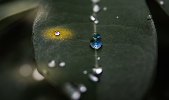 Horizontal high angle extreme closeup photo of raindrops on a green Agave plant leaf growing in an organic garden in Byron Bay, subtropical north coast of NSW in Winter.