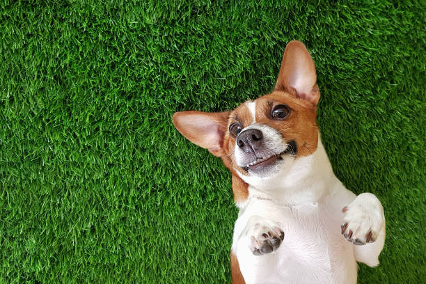loco perro sonriente tumbado sobre la hierba verde. - terrier jack russell fotografías e imágenes de stock