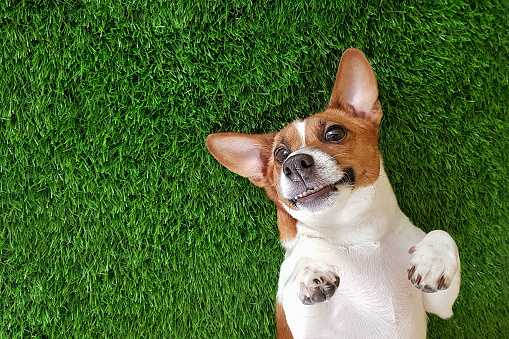 Crazy smiling dog lying on green grass.