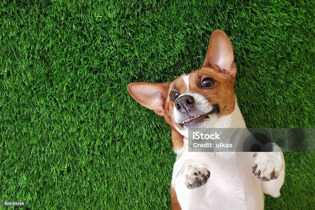 Crazy smiling dog lying on green grass. Crazy smiling dog jack russell terrier, lying on green grass. Happy new year. Dog Stock Photo
