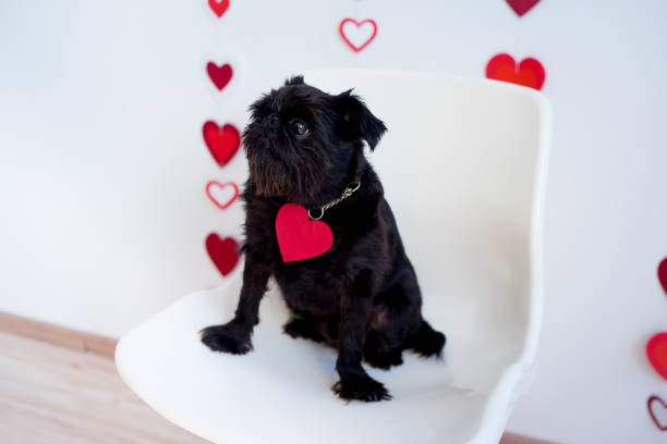 день святого валентина с собакой - valentines day dog 20s young animal стоковые фото и изображен�ия