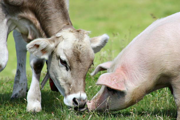 la giovane mucca e il maiale - livestock animal themes animal grass foto e immagini stock