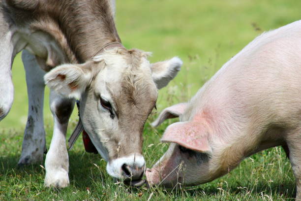 молодая корова и свинья - livestock cow cattle animal стоковые фото и изображения