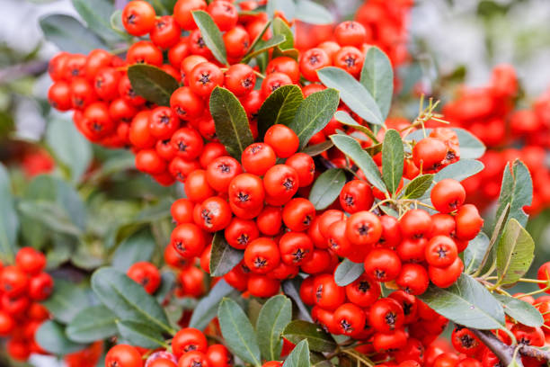 istock Colorful autumn wild bushes 858256472