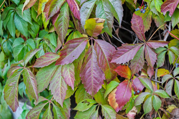 istock Colorful autumn leaves 858257730
