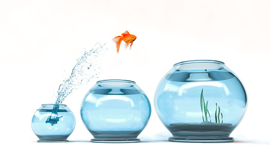 Jumping to the highest level - goldfish jumping in a bigger bowl - aspiration and achievement concept. 3d render illustartion
