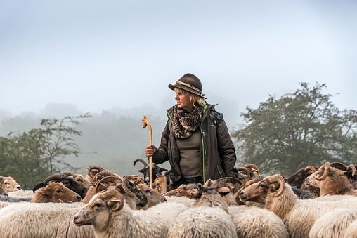 Mujer de arreo de ovejas ovejas temprano en la mañana al amanecer photo