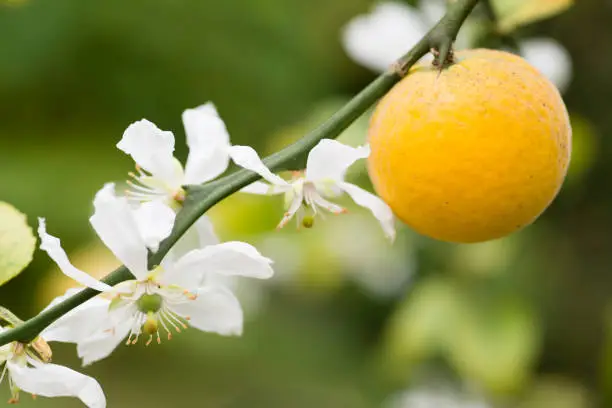 Photo of Fruits and flowers of trifoliate orange tree