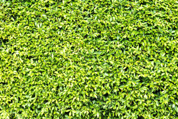 istock Green bush fence 858260506
