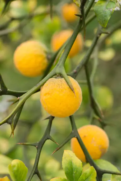 Photo of Fruits and flowers of trifoliate orange tree