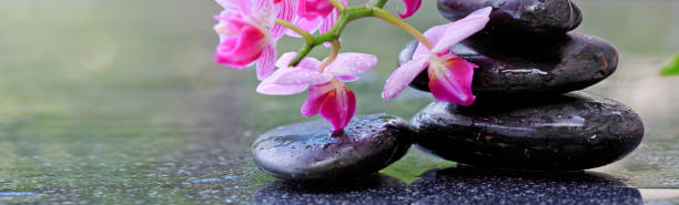 черные спа-камни и розовые орхидеи. велнес фон - massieren стоковые фото и изображения