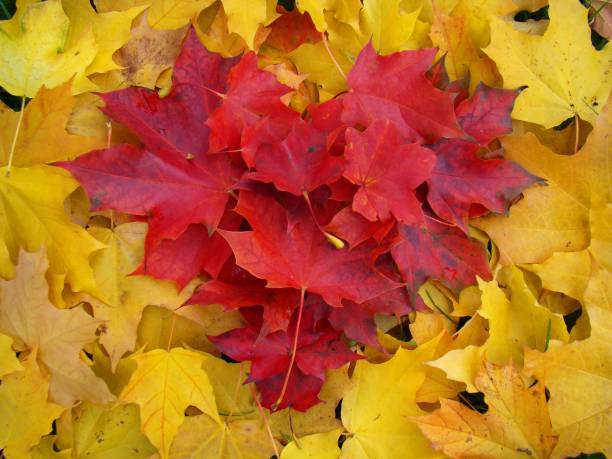 Autumn leafs formed in a heart pattern