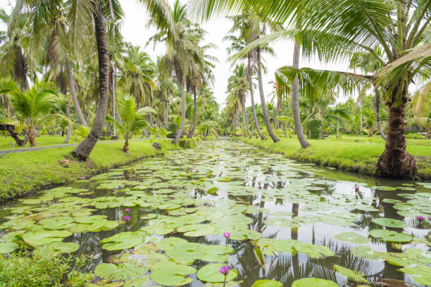 istock coconut garden with lotus pool 858263926