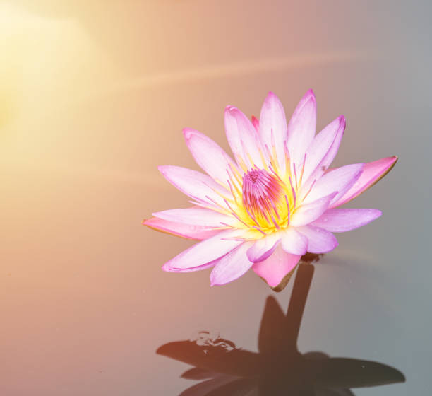 istock pink lotus flower in the pond 858264216