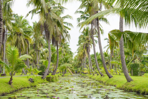 istock coconut garden with lotus pool 858265268