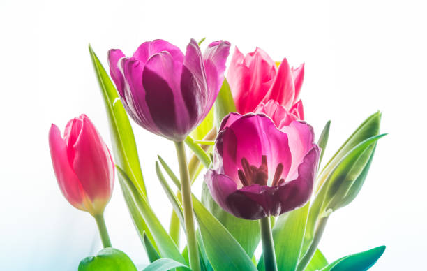 istock Red Pink Purple isolated tulp flowers on the white background 858266916