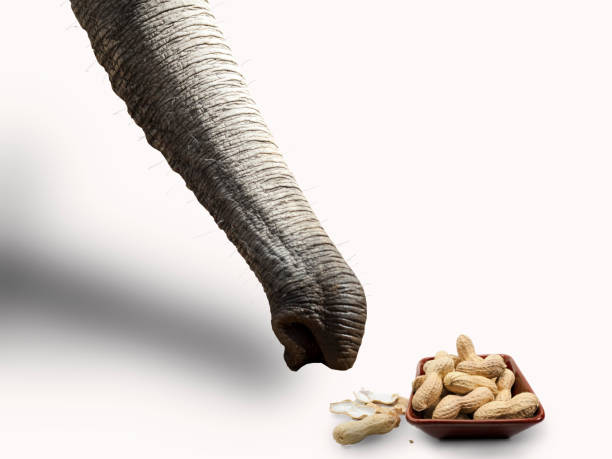 elephant collects donated peanuts stock photo
