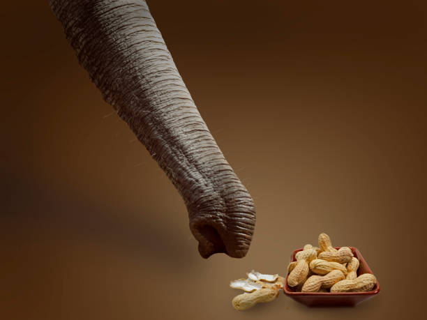 elephant collects donated peanuts stock photo