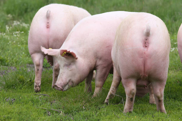 istock Sow pigs graze on summer pasture 858269350