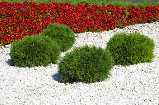 Flowerbed with round low pines