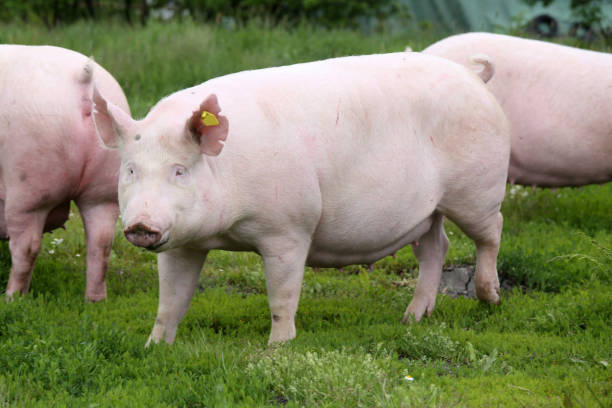 istock Hungarian pig breed name is big white posing on meadow 858269420