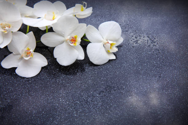 спа фон с белой орхидеей - massieren стоковые фото и изображения