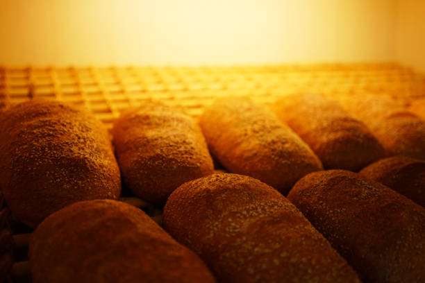 whole wheat grain baguette in oven with warm light.
