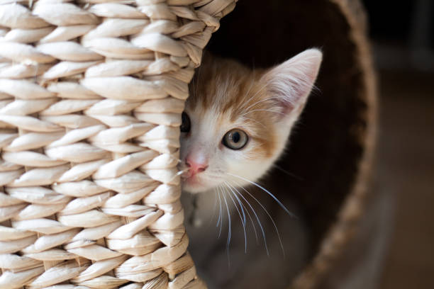 Cat in a Pod cute ginger kitten peeking out of a wicker pod animal whisker photos stock pictures, royalty-free photos & images