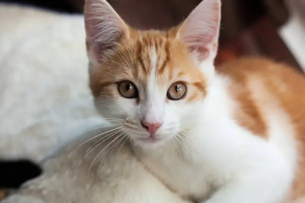closeup photo of a young ginger cat