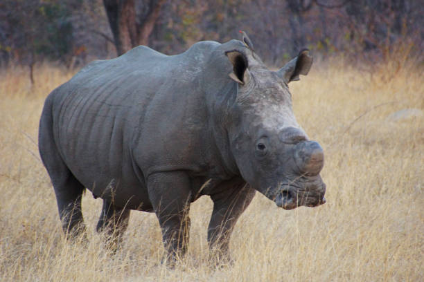 istock young rhino in african bush 858282960