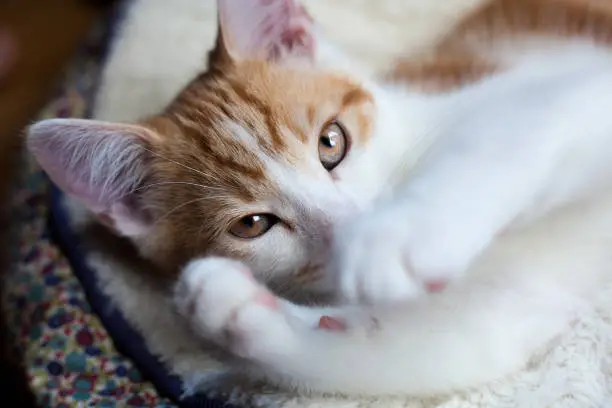 closeup photo of a cute ginger kitten