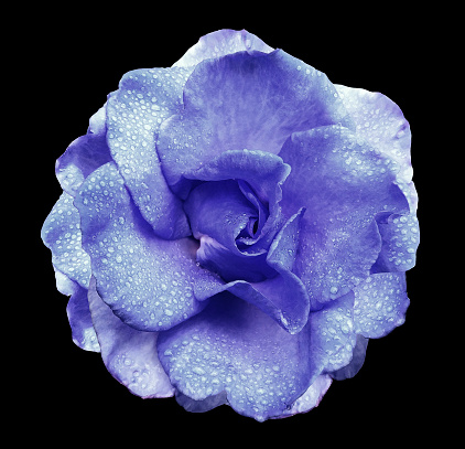 Blue rose flower  on the black  isolated background with clipping path  no shadows. Rose with drops of water on the petals. Closeup.  Nature.