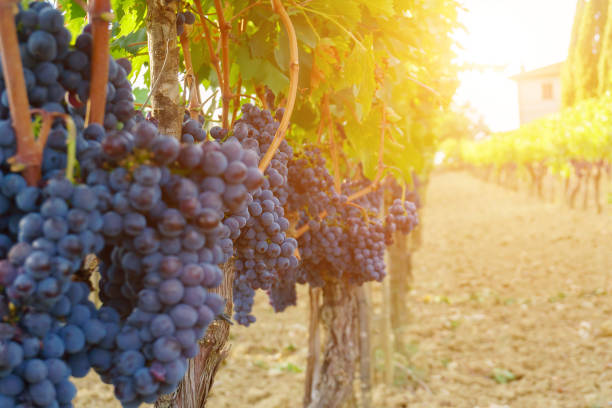 istock Ripe grapes in fall. autumn harvest. 858283174