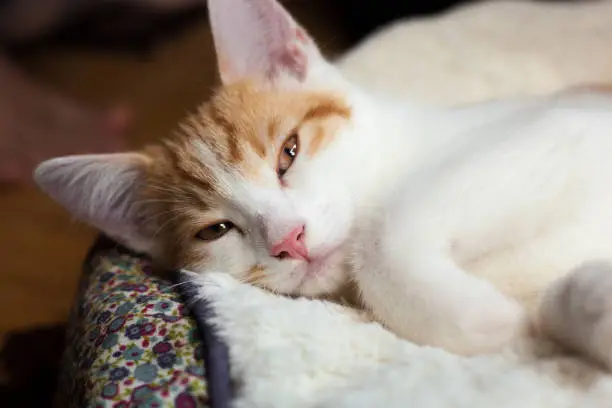 closeup photo of a sleepy ginger cat
