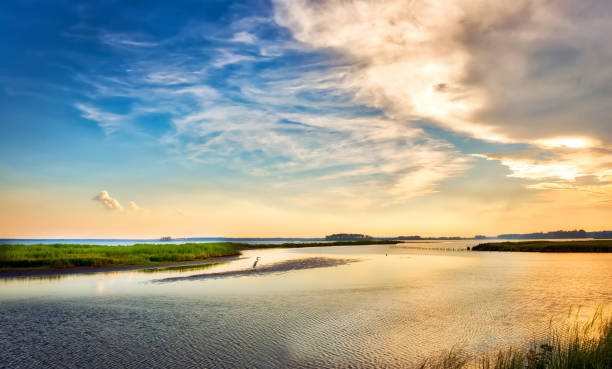 Great Blue Heron enjoying a golden Chesapeake Bay sunset Great Blue Heron standing on a small island watching a beautiful Chesapeake Bay sunset in Maryland marsh stock pictures, royalty-free photos & images