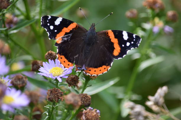 istock Red Admiral butterfly on Michaelmas daisy 858287800