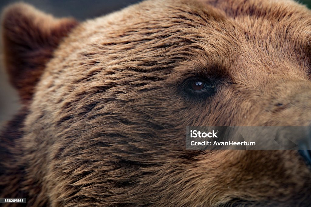 Grizzly bear closeup eye Closeup of the eye of a grizzly bear Close-up Stock Photo