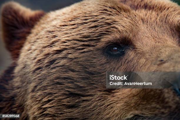 Grizzly Bear Closeup Eye Stock Photo - Download Image Now - Close-up, Bear, Grizzly Bear