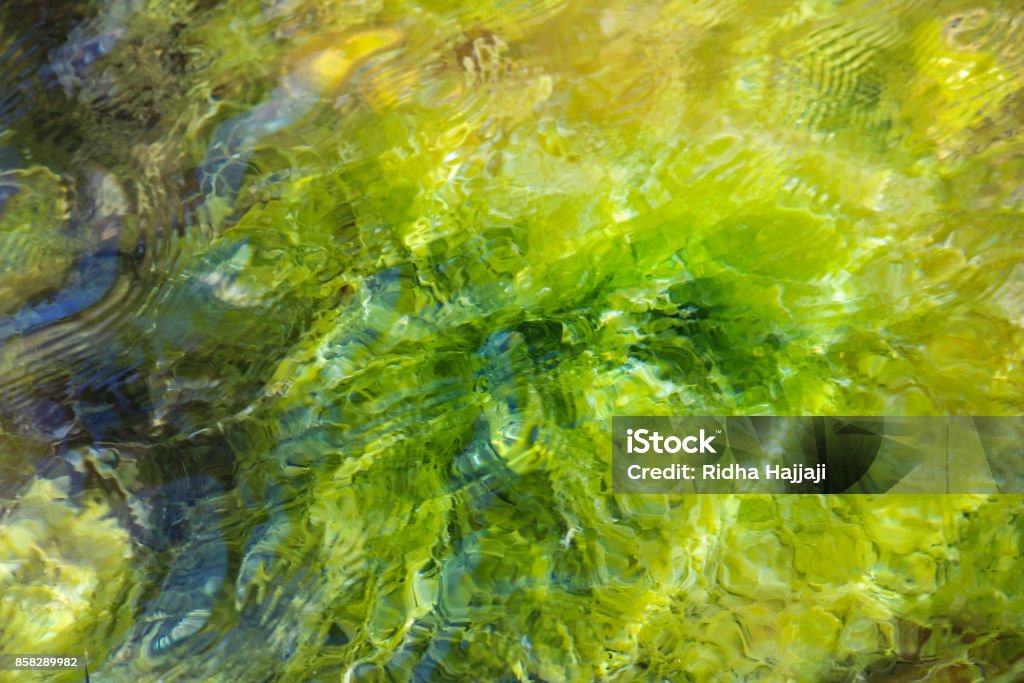 Algae Inage Algae Stock Photo - Download Image Now - Algae, Beauty In Nature, Green ...