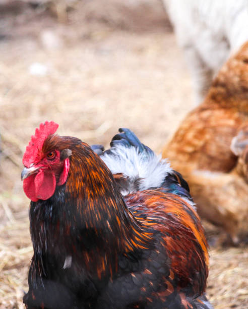 istock Portrait of Rooster 858290274