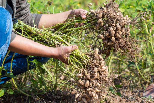 farmer harvest peanut - peanut peanut crops plant root imagens e fotografias de stock